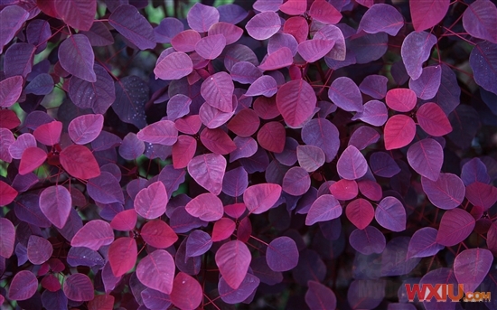 ΢�������ṩ����Windows 7��ֽ