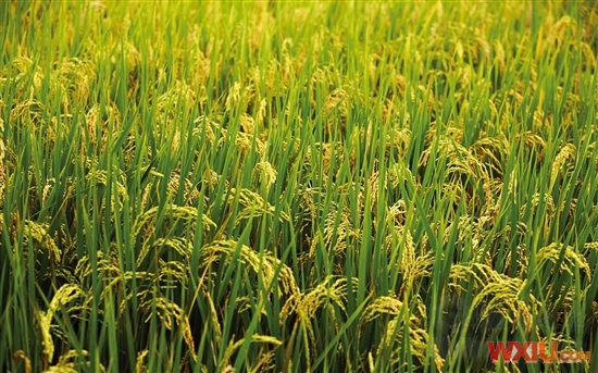 ΢�������ṩ����Windows 7��ֽ